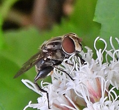 Palpada furcata