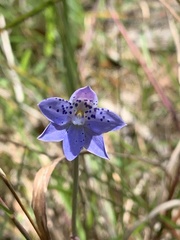 Thelymitra ixioides