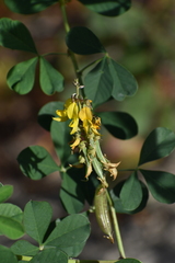 Crotalaria pallida
