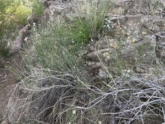 Bebbia juncea