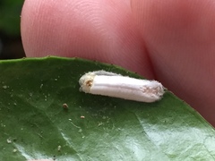 Pulvinaria camelicola