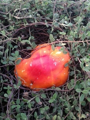 Amanita muscaria muscaria