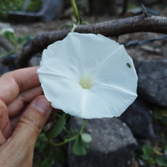 Ipomoea tricolor