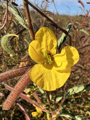 Chamaecrista fasciculata