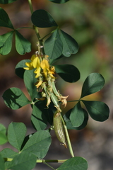 Crotalaria pallida