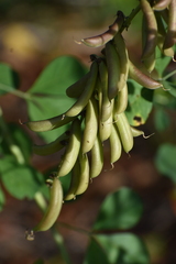 Crotalaria pallida