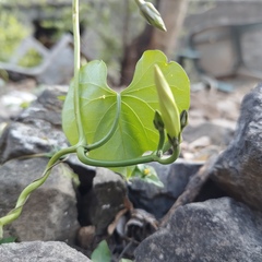 Ipomoea tricolor