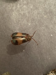 Monocesta coryli