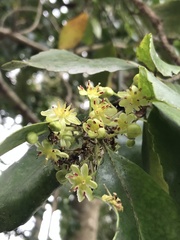 Laurelia sempervirens