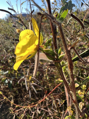 Chamaecrista fasciculata