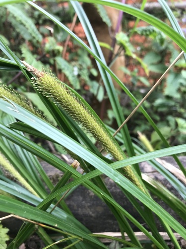 Carex phleoides