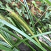 Carex phleoides - Photo (c) Nodora L. Moyano, some rights reserved (CC BY-NC), uploaded by Nodora L. Moyano