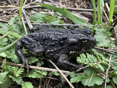Anaxyrus boreas halophilus