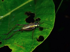 Nisitrus