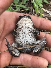 Anaxyrus boreas halophilus