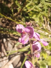 Desmodium incanum