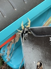 Phidippus arizonensis