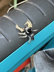 Phidippus arizonensis