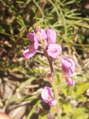 Desmodium incanum