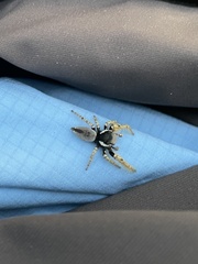 Phidippus arizonensis