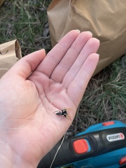 Phidippus arizonensis
