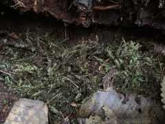 Plagiothecium denticulatum
