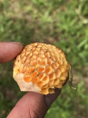 Cyttaria hariotii