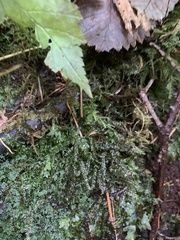 Plagiothecium denticulatum