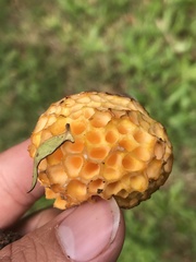 Cyttaria hariotii