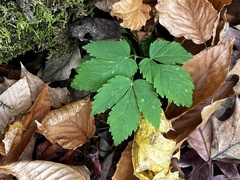 Actaea