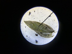 Plagiothecium denticulatum
