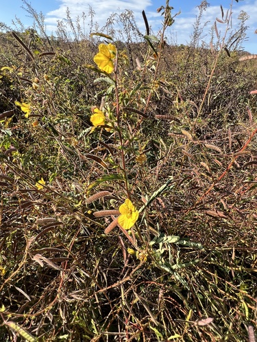 Chamaecrista fasciculata