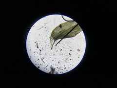 Plagiothecium denticulatum