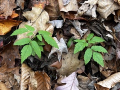 Actaea