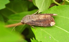 Magusa divaricata