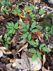 Actaea