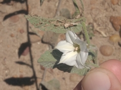Convolvulus hermanniae