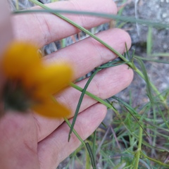 Bidens angustissima