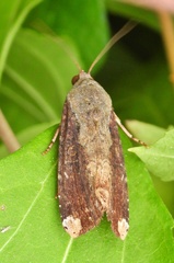 Magusa divaricata
