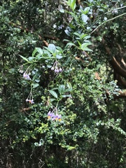 Solanum valdiviense