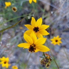 Bidens angustissima