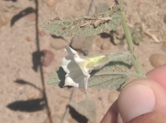 Convolvulus hermanniae