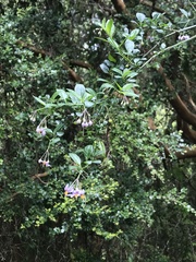 Solanum valdiviense