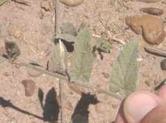 Convolvulus hermanniae