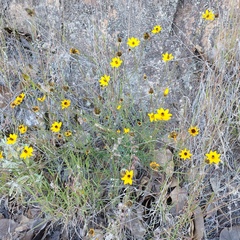 Bidens angustissima