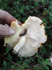 Amanita muscaria muscaria