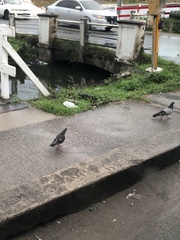Columba livia domestica