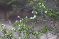 Melaleuca tamariscina