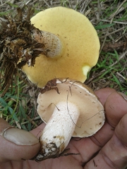 Suillus bellinii