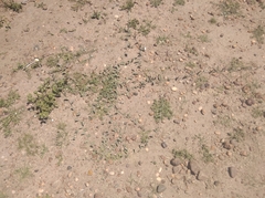 Convolvulus hermanniae